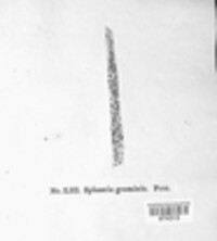 Phyllachora graminis image